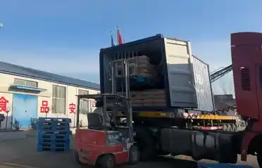 Цинхуандао Тонгёу картоп өнеркәсібі Оңтүстік Кореяға тәтті картоп крахмалы экспортының 10 контейнерін жөнелтеді.